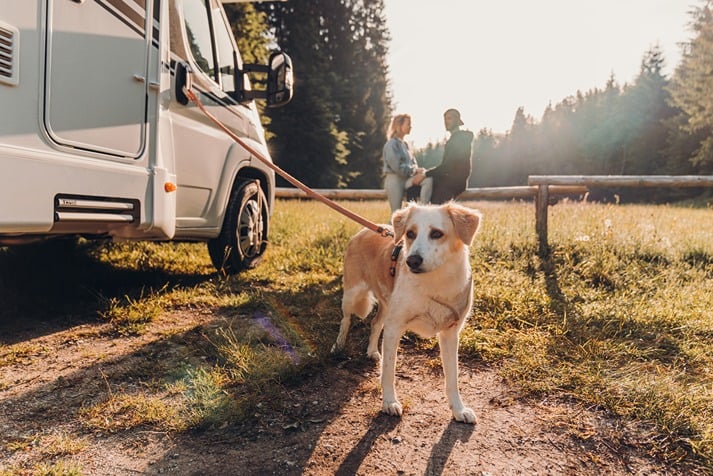 motorhome com pets